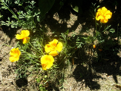Blumengruss